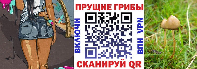 Псилоцибиновые грибы Psilocybe  где купить наркоту  Ряжск 